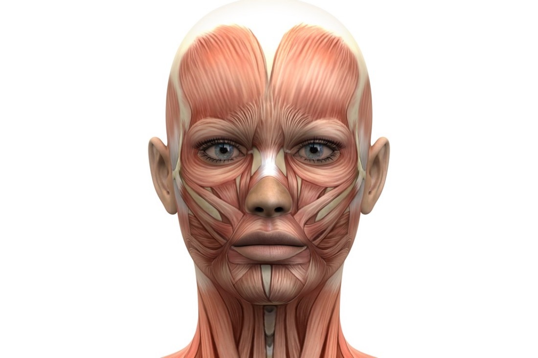 Атлас мимических мышц лица. Мышцы лица анатомия. Мышцы лица анатомия. Мышцы лица анатомия. Мышцы лица человека.