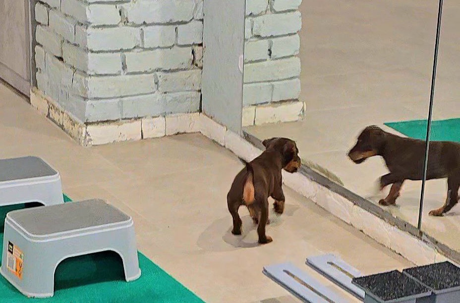 Щенок в ринговом зале