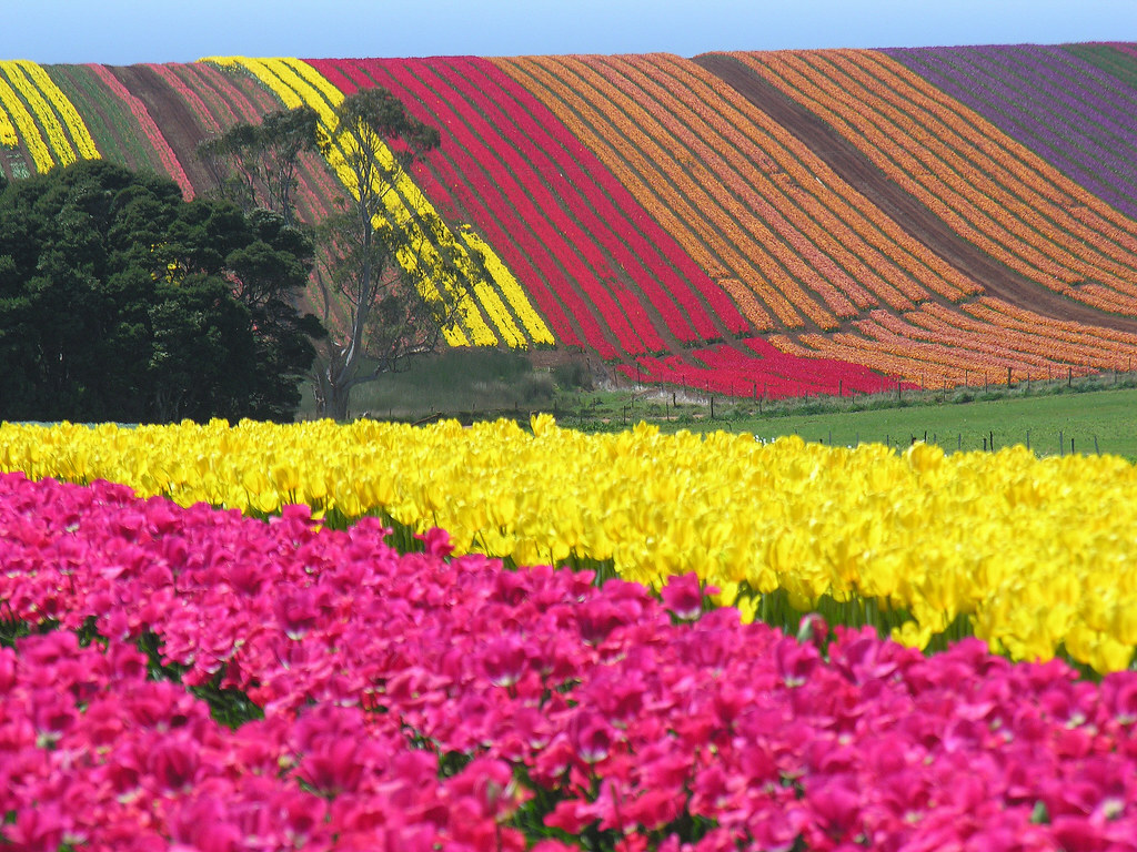 Где находится тюльпановое поле. Амстердам тюльпановые поля. Тюльпанные поля в Голландии. Плантации тюльпанов в Голландии. Амстердам тюльпаны плантации.
