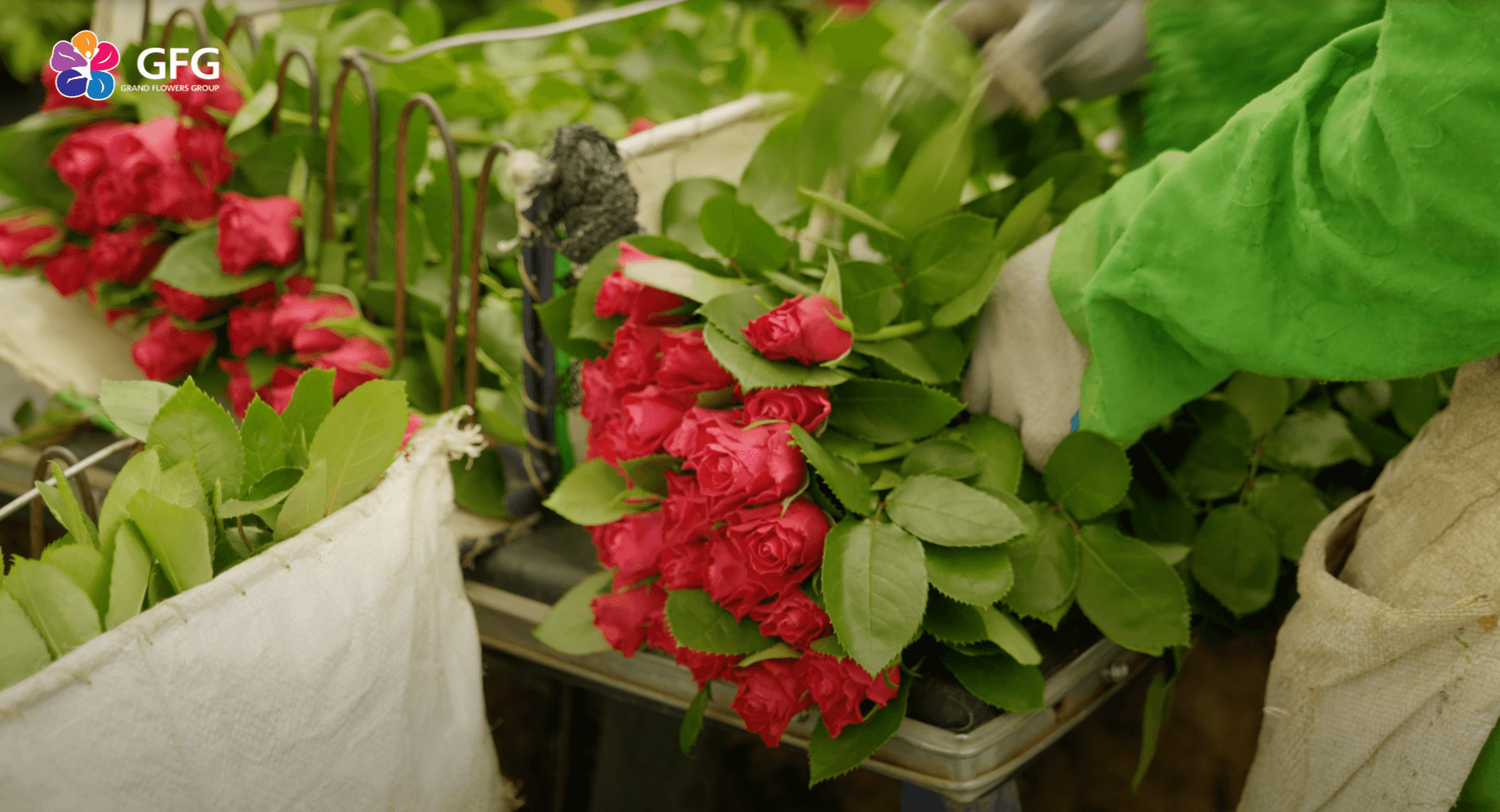 Интервью с агрономом плантации Eco Roses