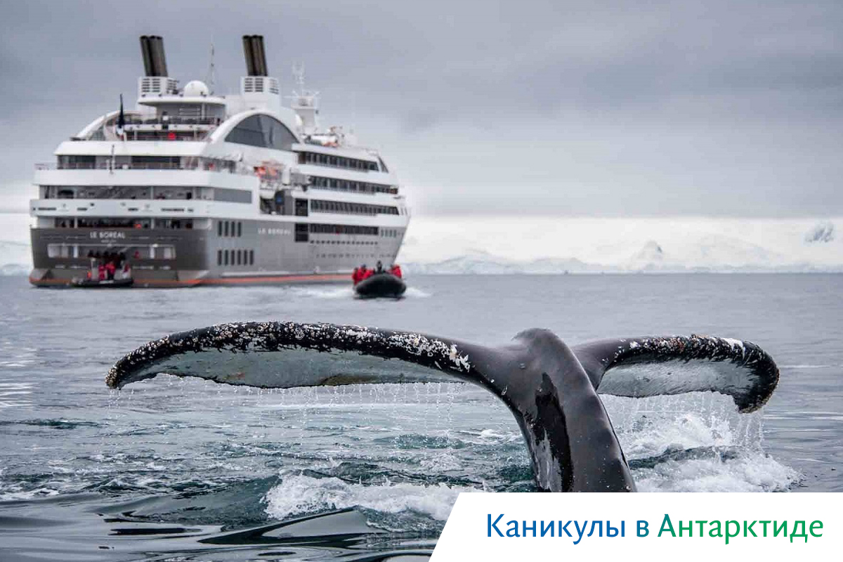 киты в охотском море