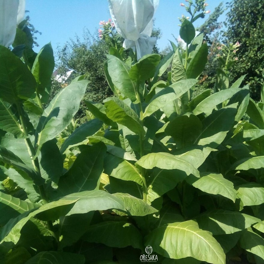 Seeds of Tobacco Sobolchesky 193 (Nicotiana tabacum) — 300 pcs