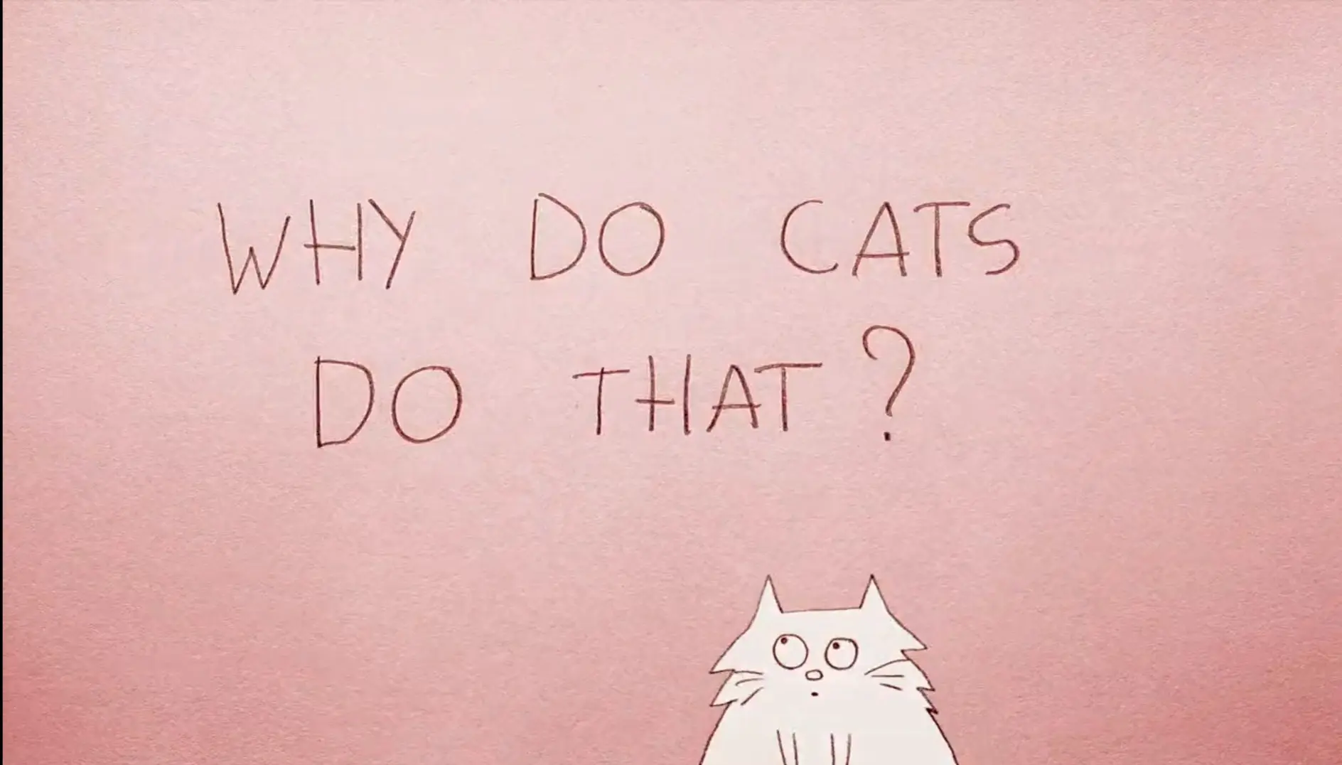 Why Do Cats Act So Weird?