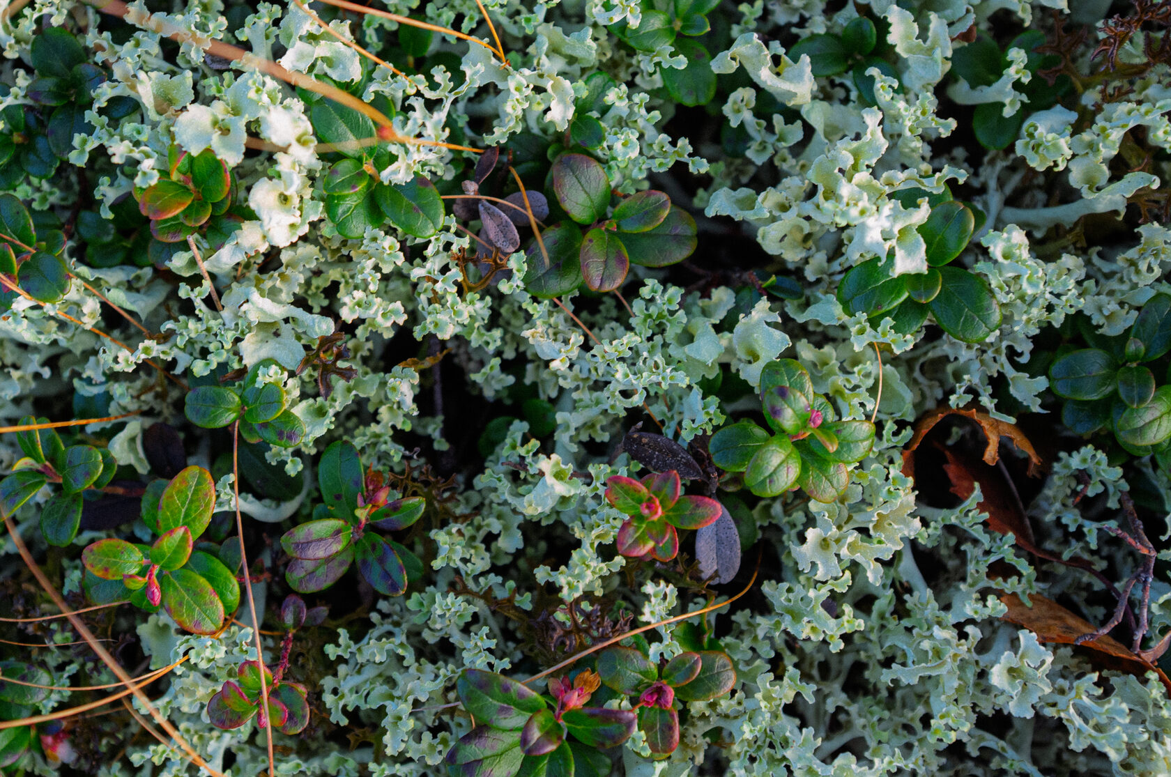 Природа тундры