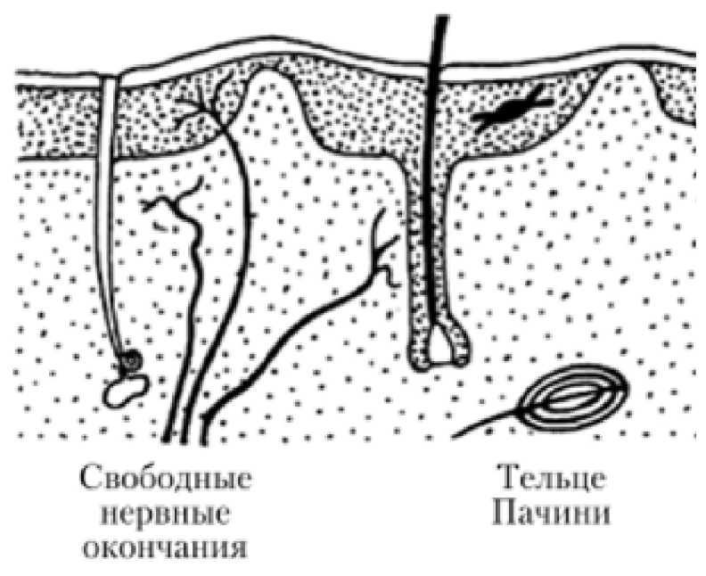 Межнейрональные контакты