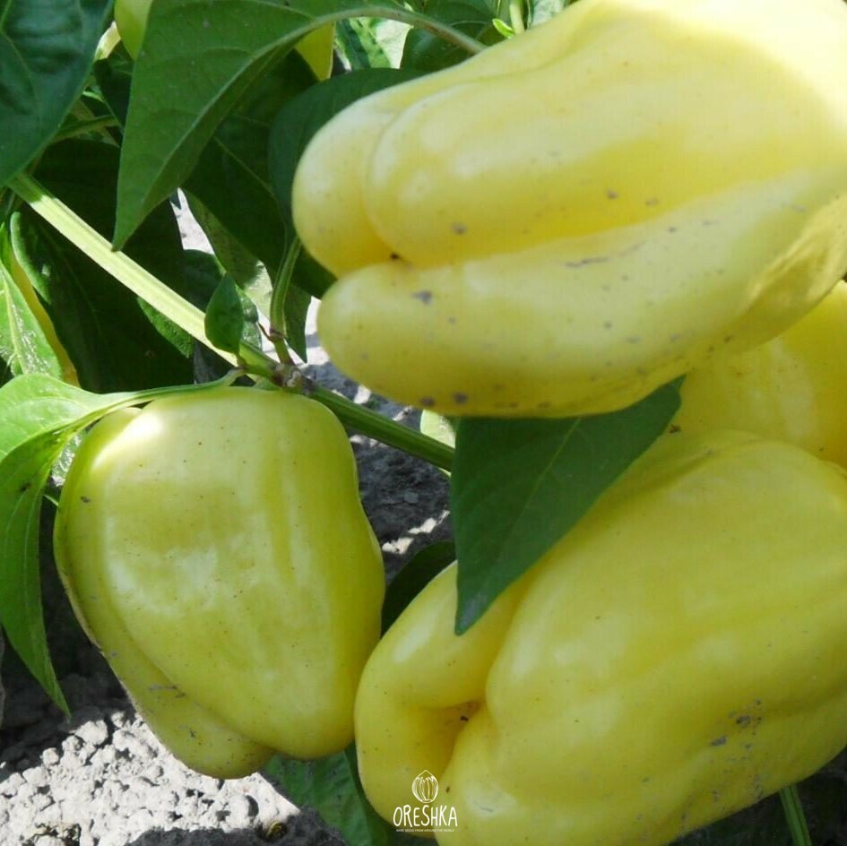 Seeds of Sweet pepper Ivory (Capsicum)
