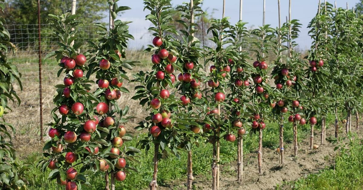 Купить Саженцы Плодовых Деревьев В Казани