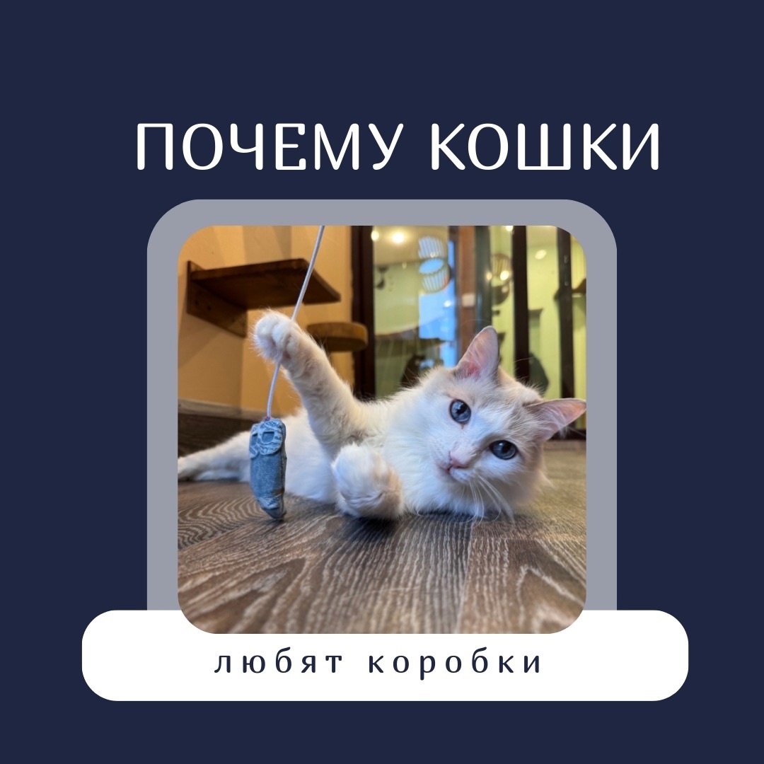 ️ Почему кошки любят коробки?