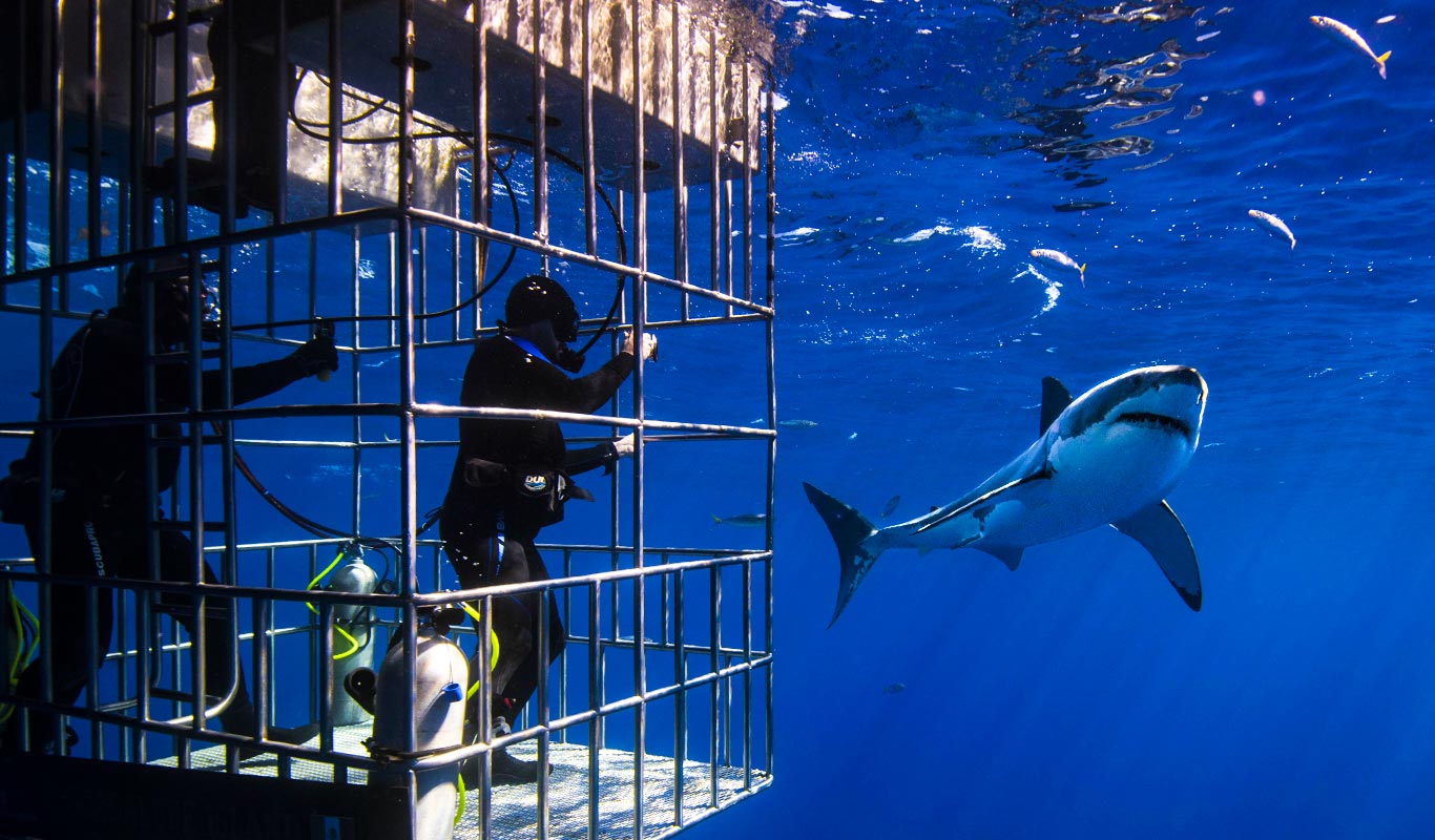 Экскурсия клетки. Shark Cage Diving. Кейптаун дайвинг. Дайвинг с акулами в клетке. Дайвинг с акулами.