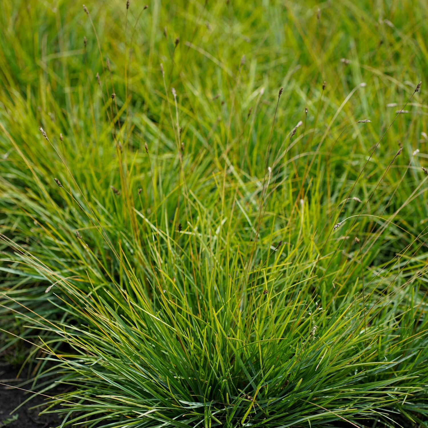 Сеслерия голубая