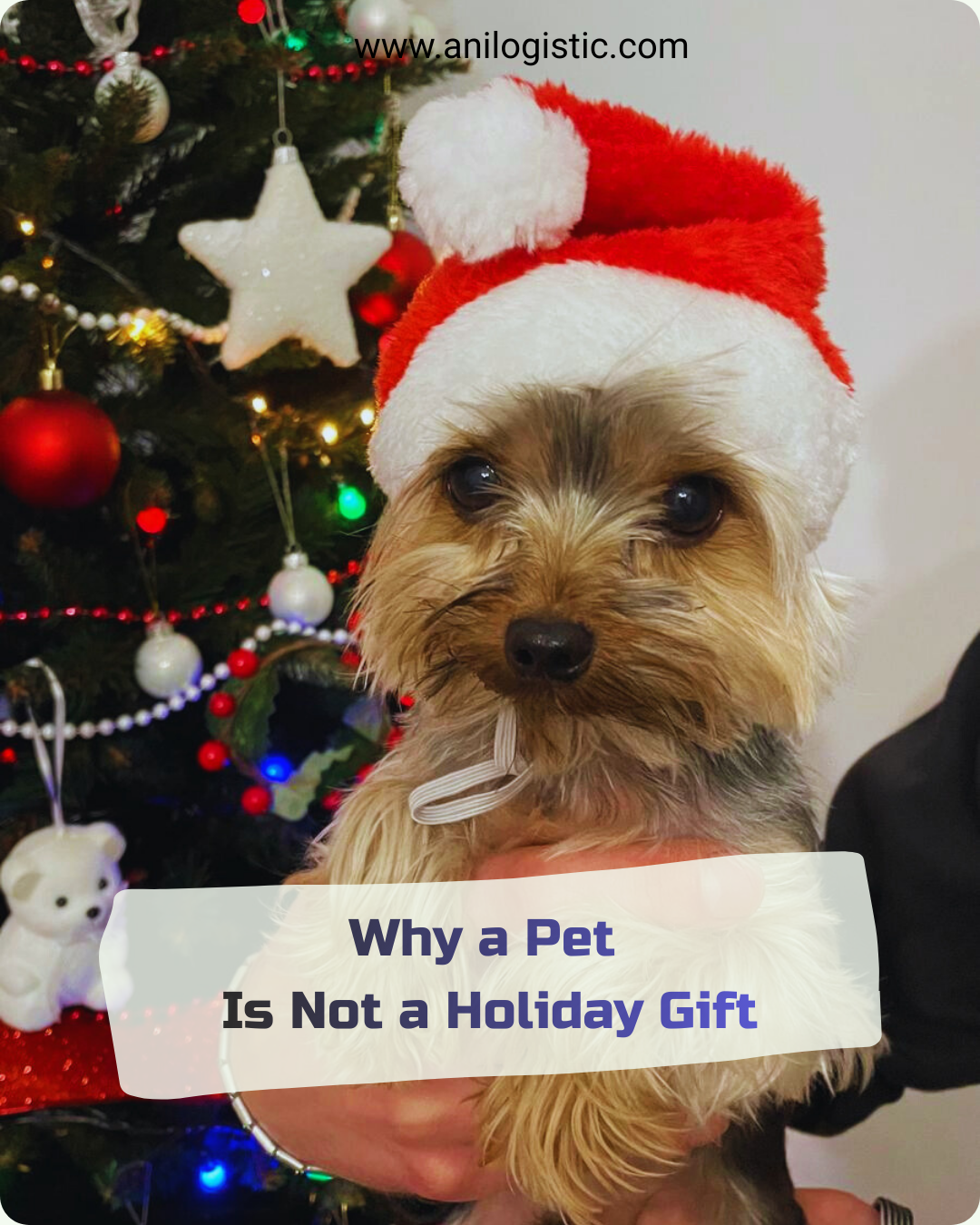 A dog by a Christmas tree in a Santa hat — a reminder of long-term responsibility for a pet