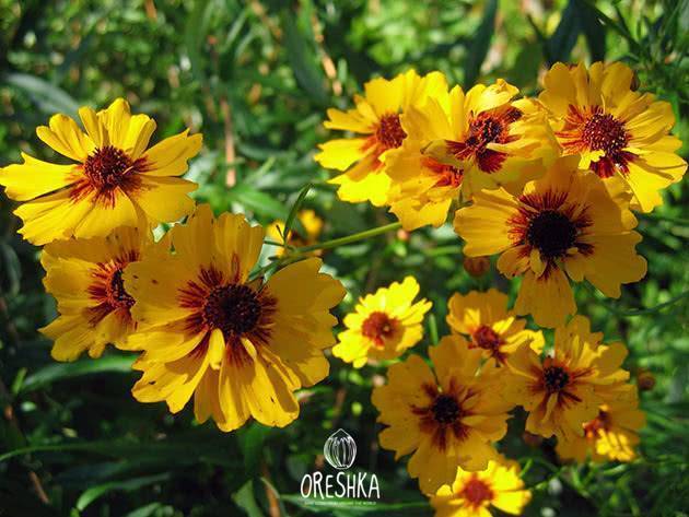 Seeds of golden-mane coreopsis (Coreopsis Basalis) — 30 pcs