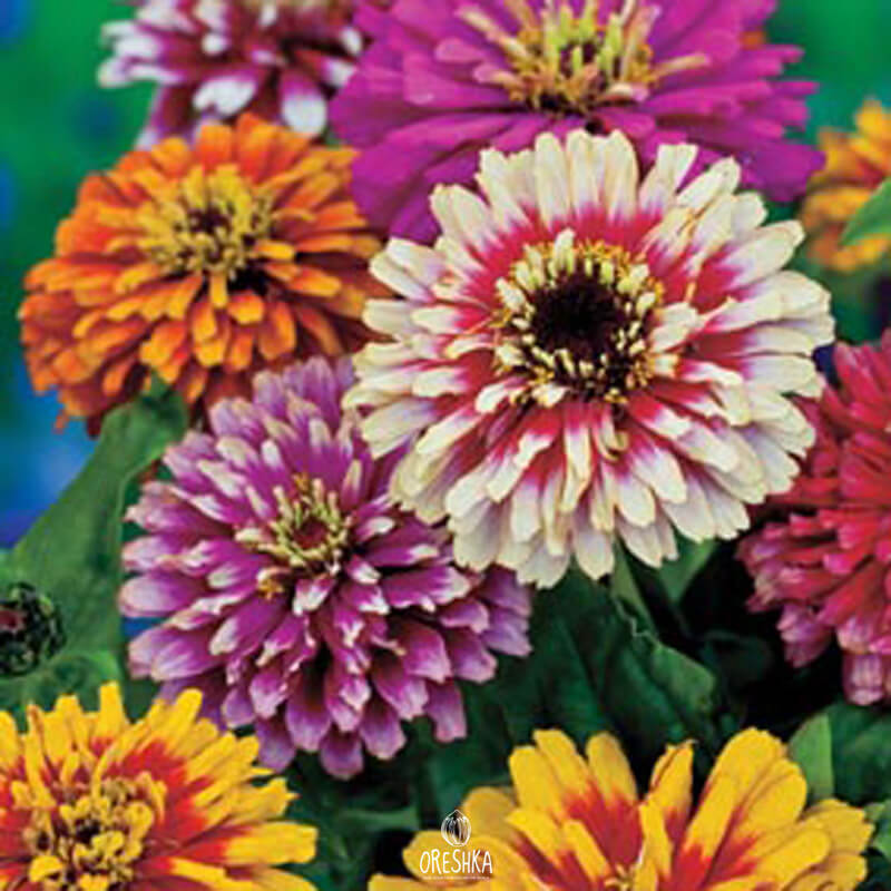 Seeds of Zinnia Carousel Mix (Zinnia)