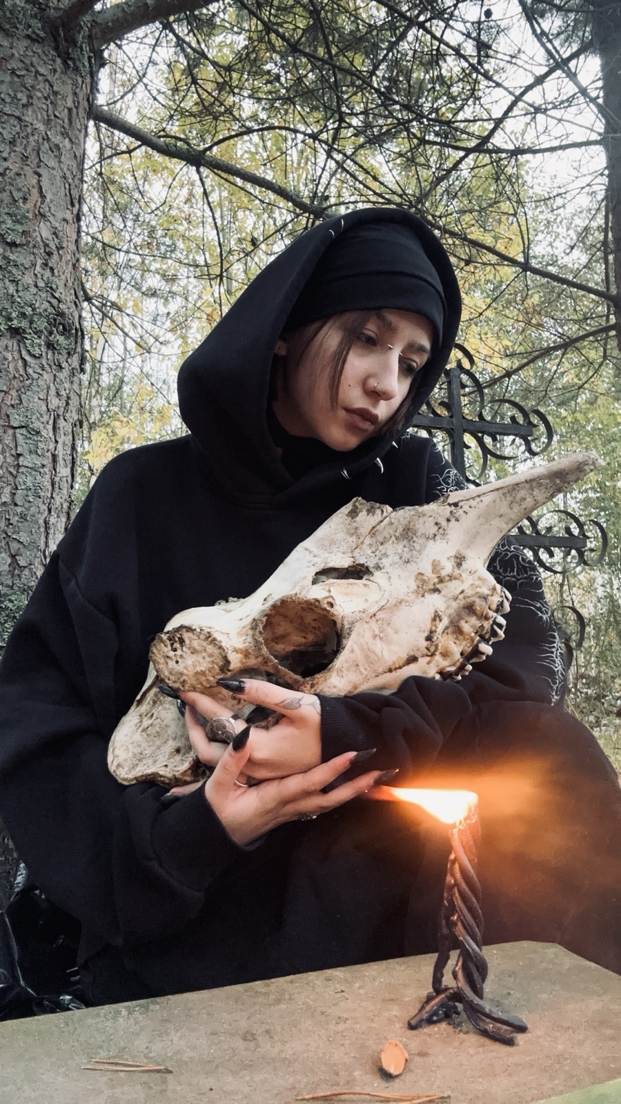 Череп лося