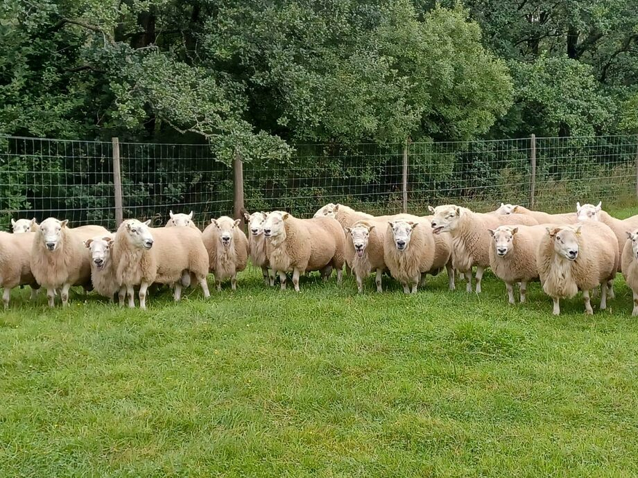 2023 Annual Cheviot sheep sale Cnewr Estate