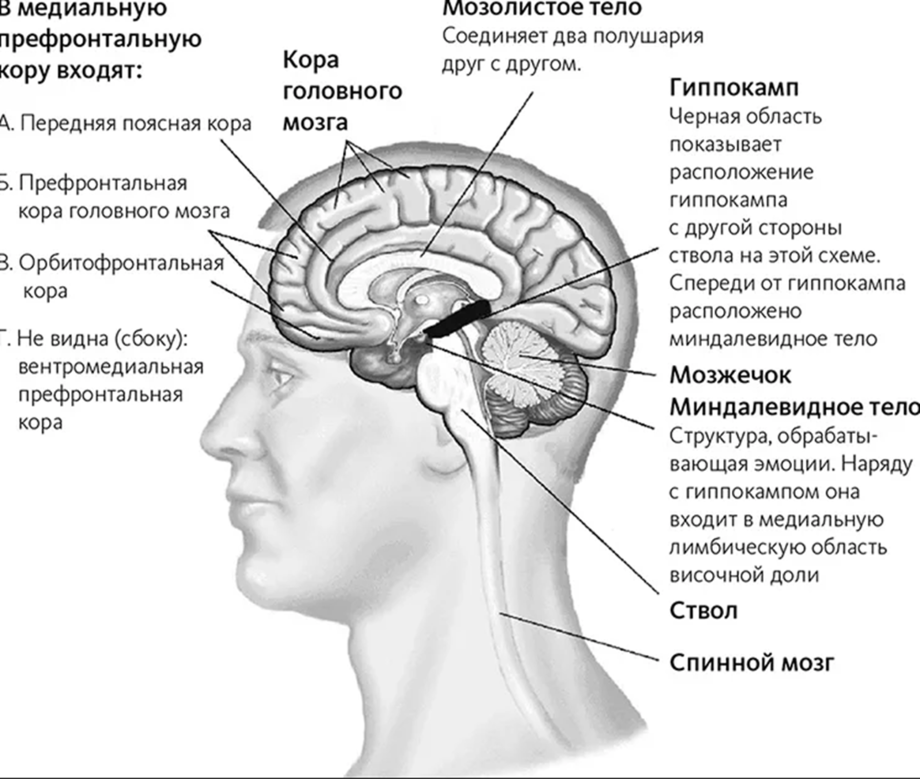 Префронтальные отделы головного мозга. Префронтальные отделы коры лобных долей. Длинные отростки головного мозга