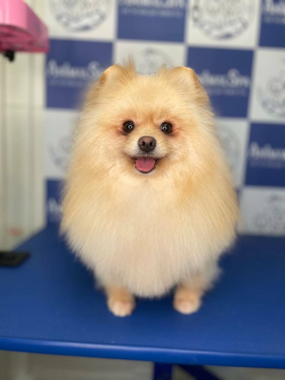 Как выбрать пуходёрку для собак: советы и особенности выбора