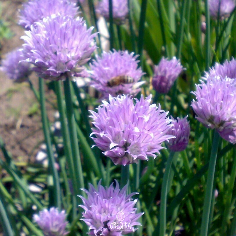 Seeds of Chives (Allium schoenoprasum) — 50 pcs