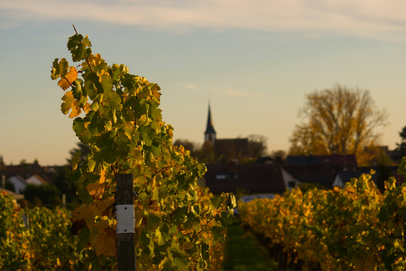 Винодельни России