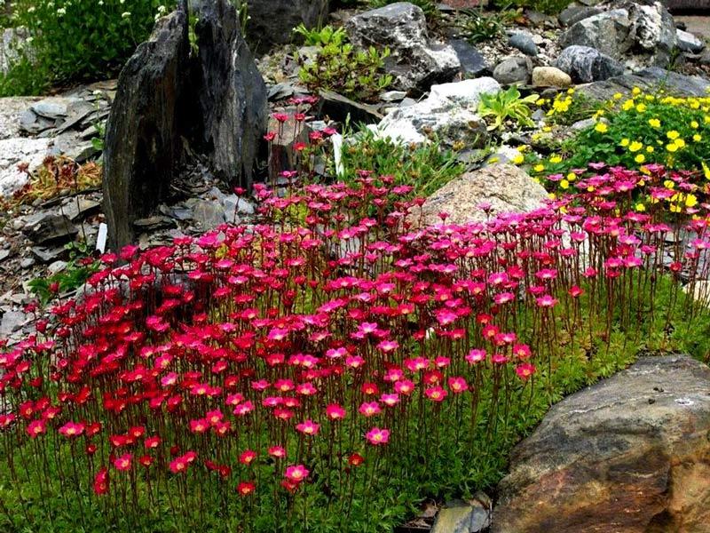 Цветочные горки из камней и цветов - 70 фото