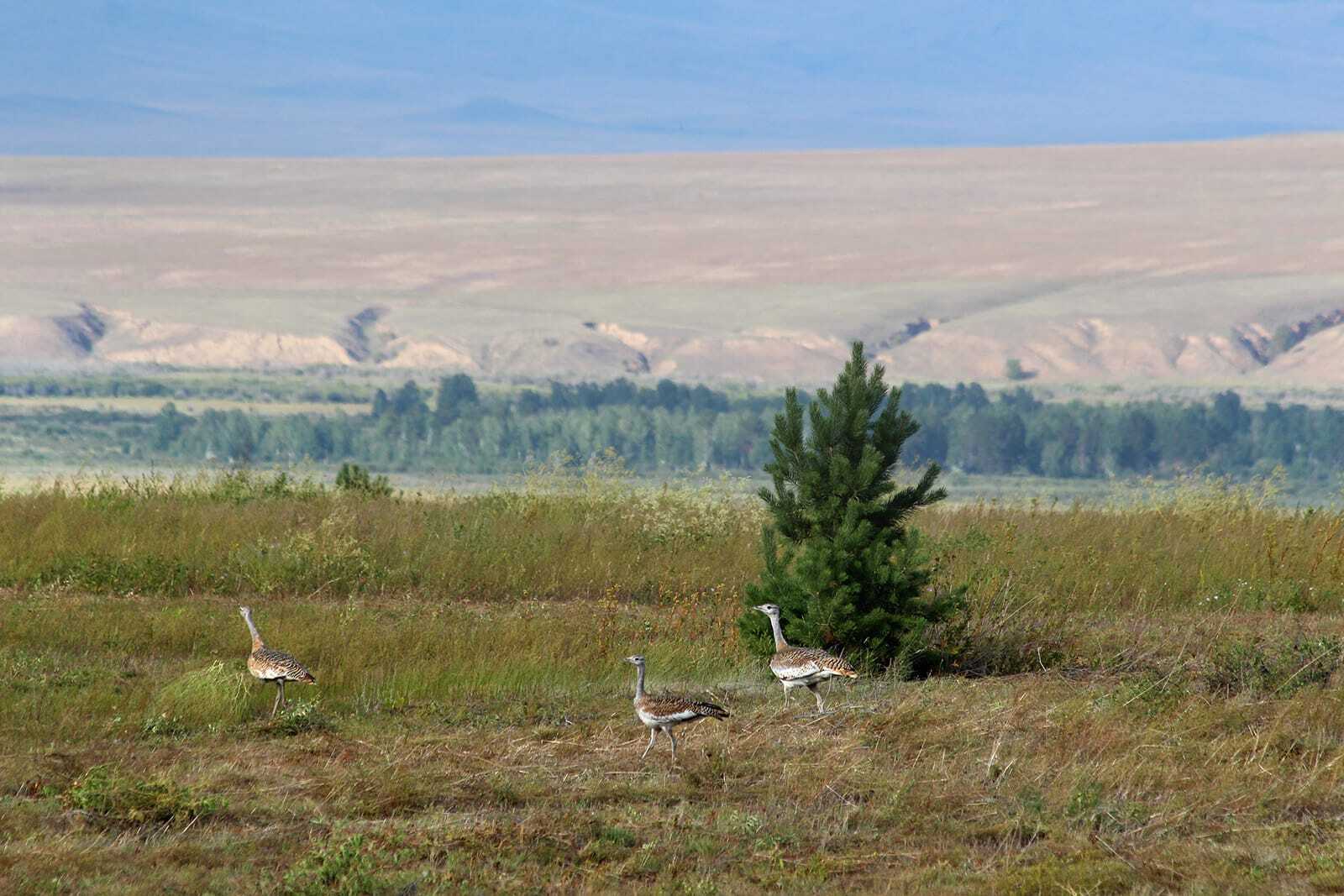 Международный день птиц в Байкальском заповеднике