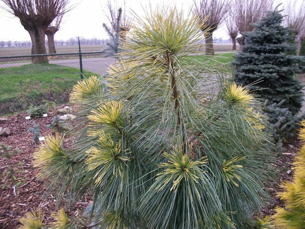 Сосна Pinus strobus