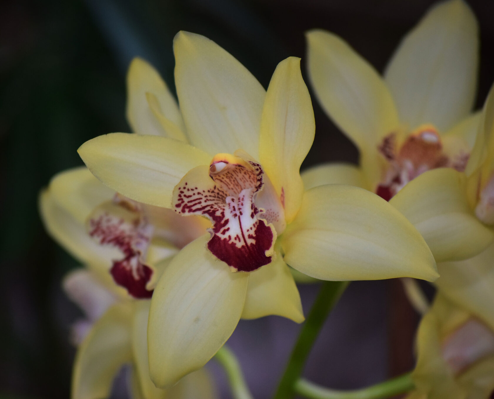 Цимбидиум. Ботанический сад КемГУ. Фото Журавлевой Л.В.