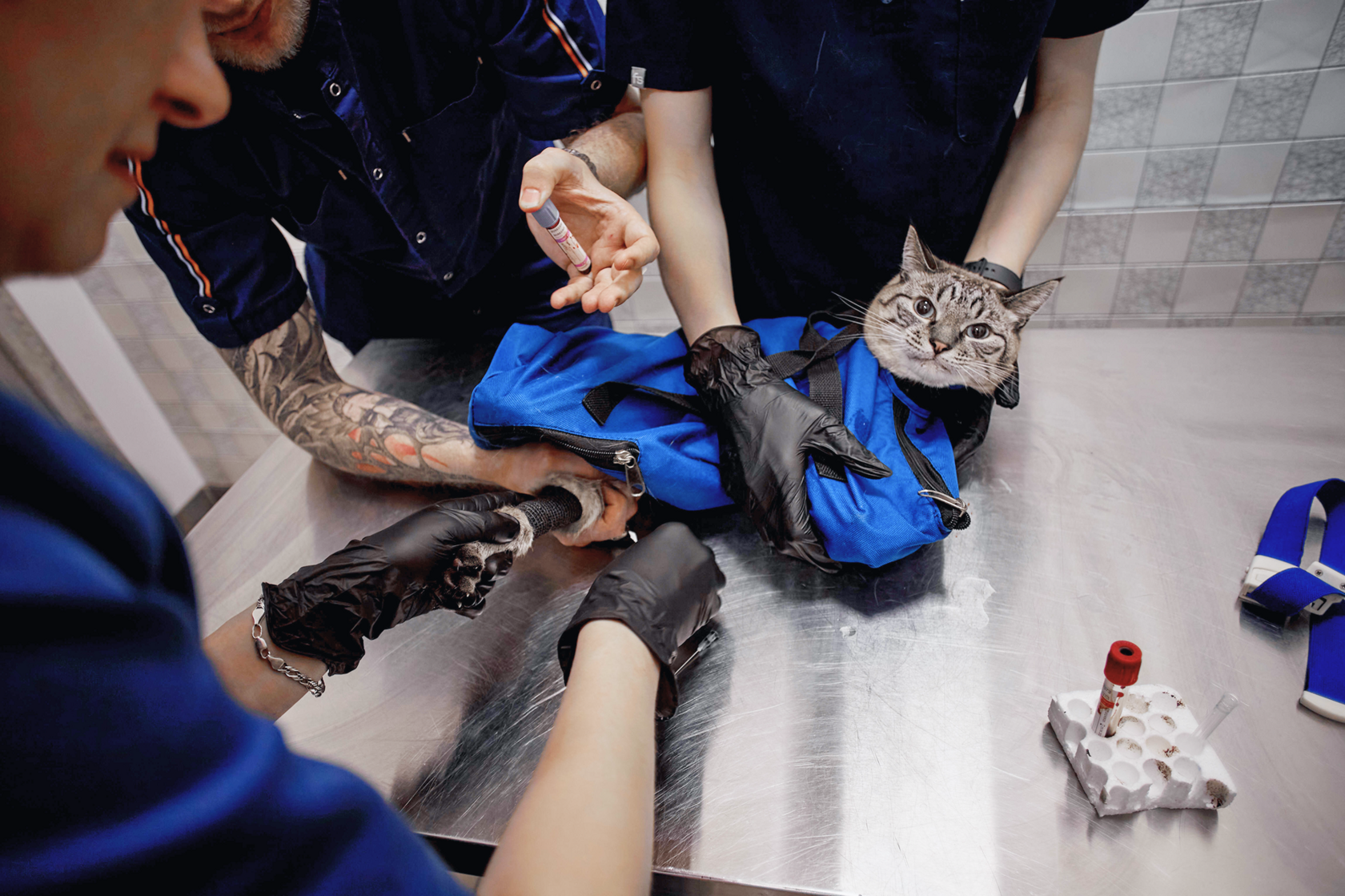 Сдача анализов животным