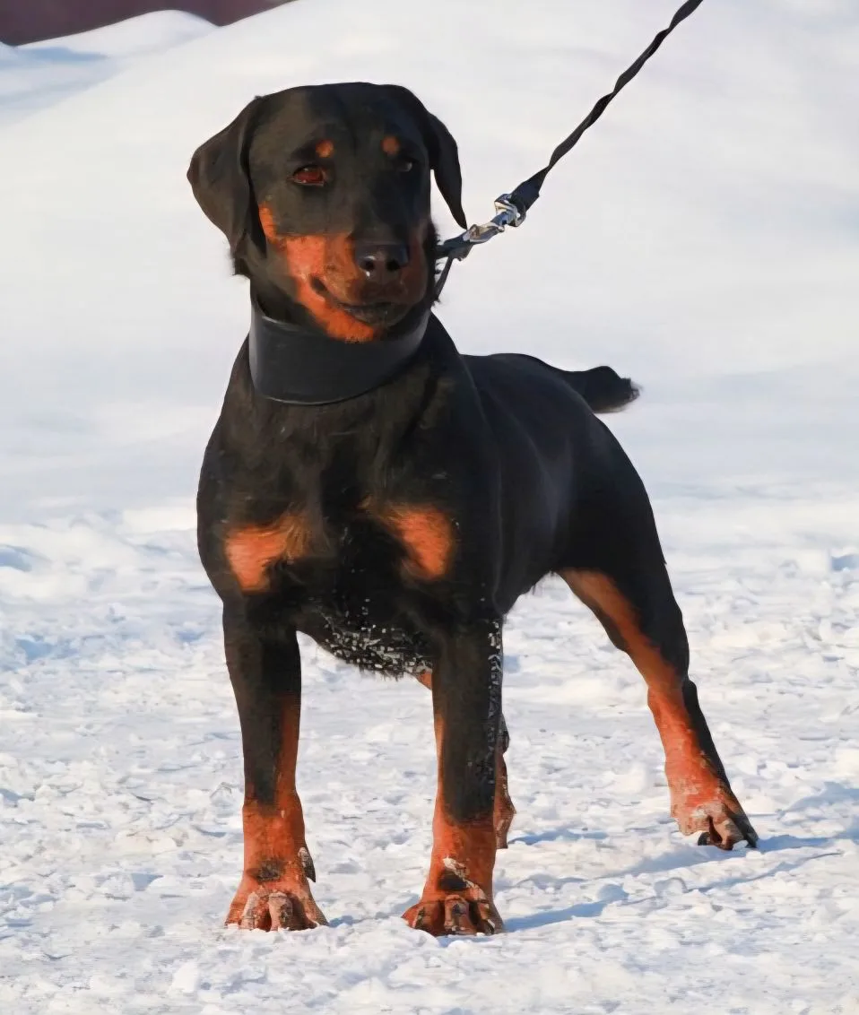 Прямые, параллельные конечности