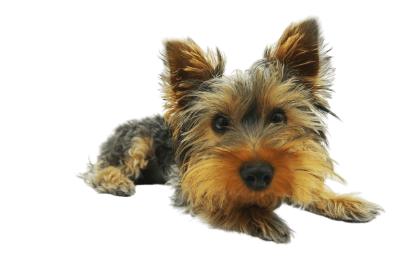 йорк-терьер