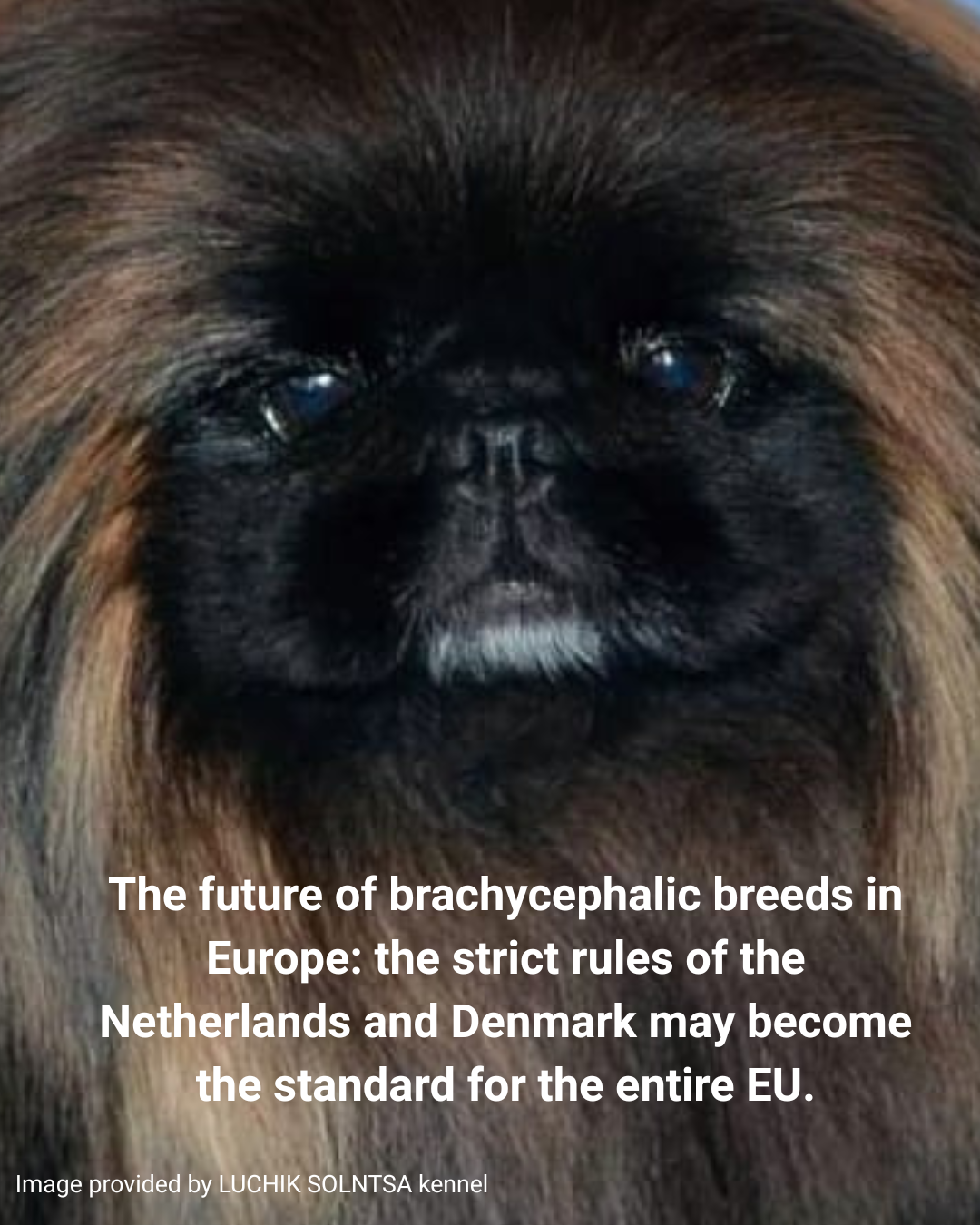 Brachycephalic breeds: Netherlands and Denmark experience