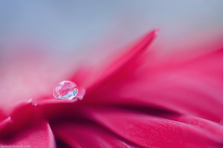 macro, macro flower, macro art, anna utkina, photography, macrophotograpy, floral art, макро, макрофотография, анна уткина