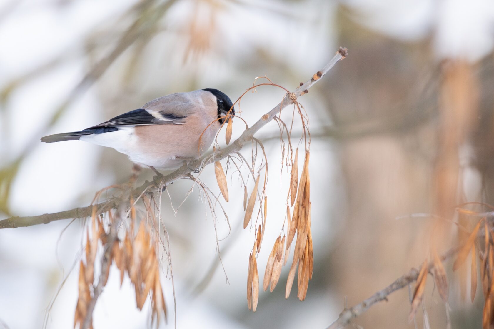 Самка снегиря