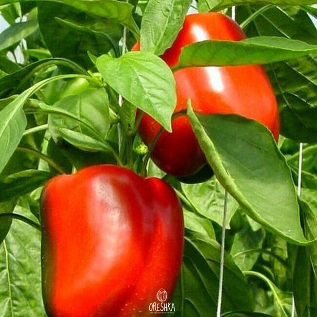 Seeds of Sweet pepper Iolo Wonder (Capsicum) — 10 pcs