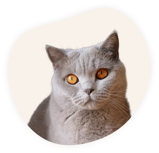 Ветеринар эксперт — ветеринарные услуги на дому в Москве