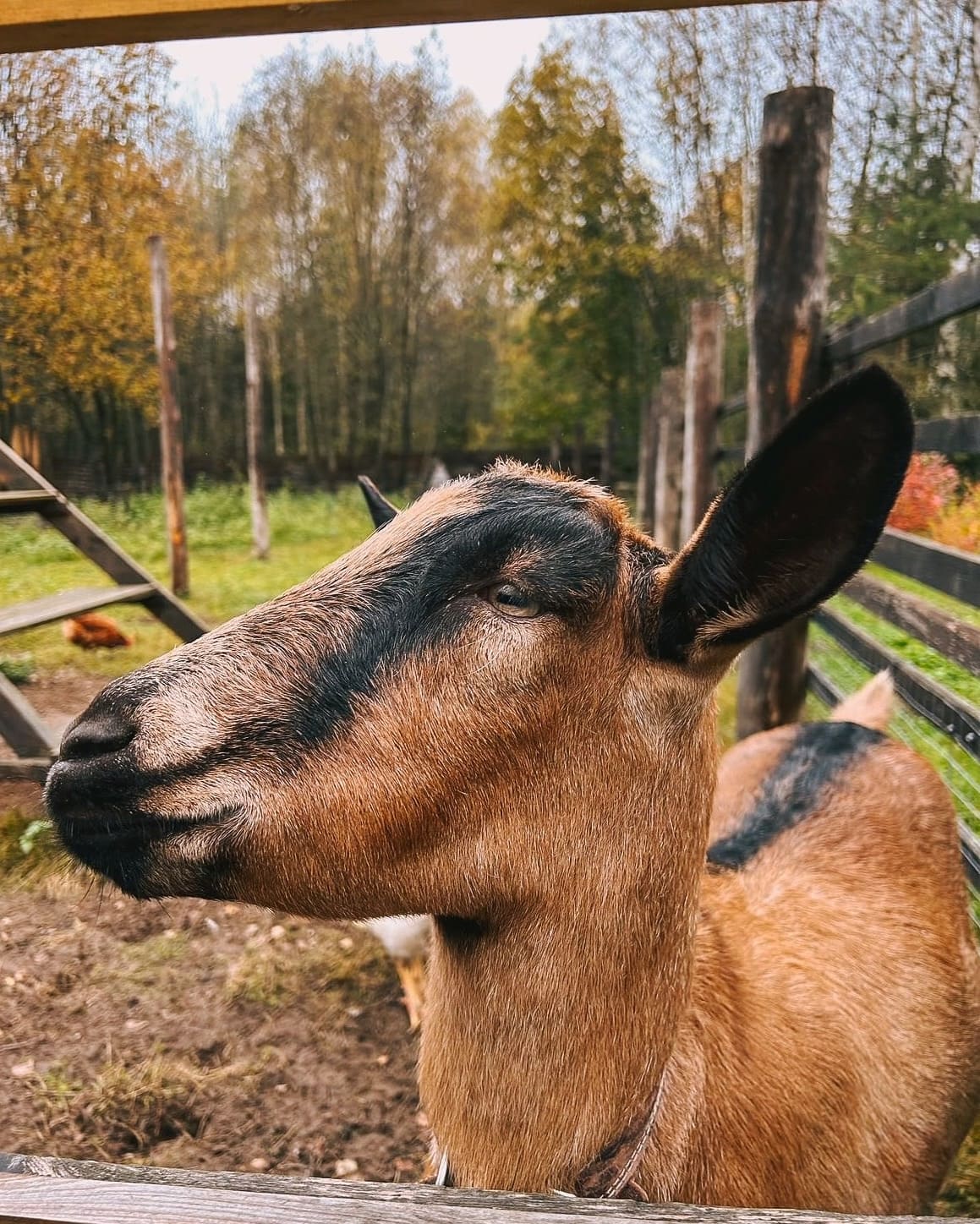 Мини-ферма с животными возле эко домиков Под кронами