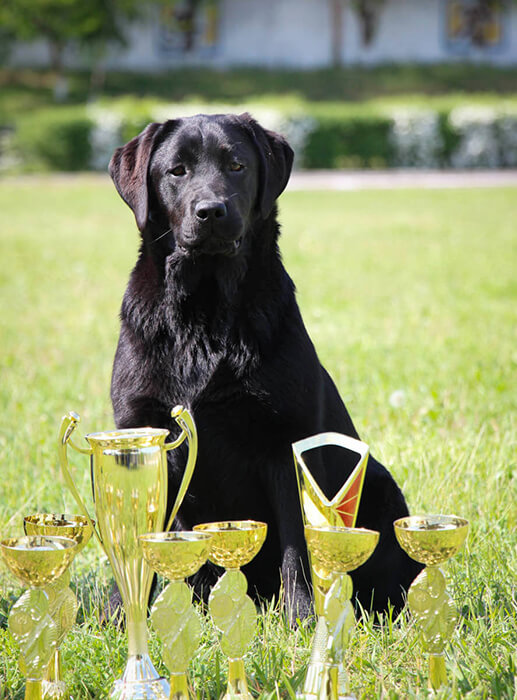 IRISLAV FASHION REVOLUTION- Лучший щенок черного окраса, Лучший щенок породы, BISS Puppy