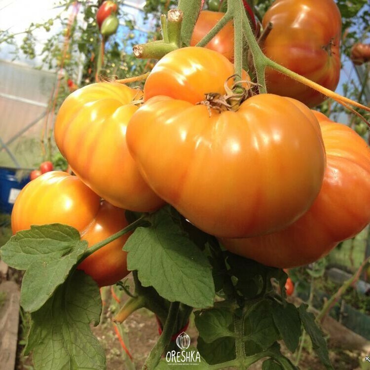 Seeds of Tomato Virginia sweets (solanum lycopersicum) — 10 pcs
