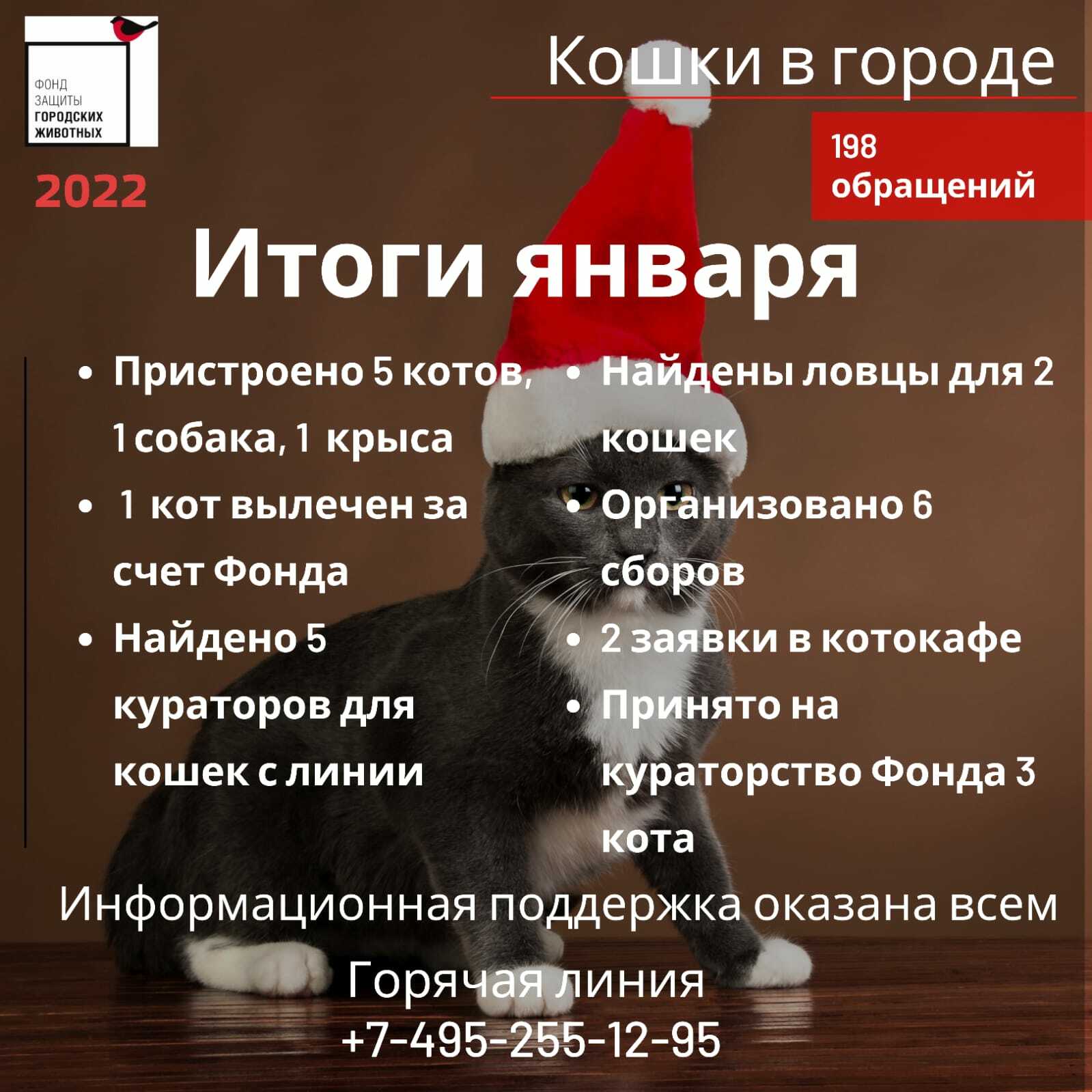 Благотворительный фонд защита. Фонд защиты городских животных. Покормить бездомных животных. Фонд городские животные. Фонд защиты городских животных.