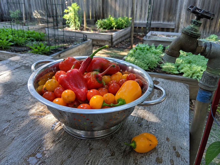 Washed tomatoes and peppers, the safest crops to eat from urban soil