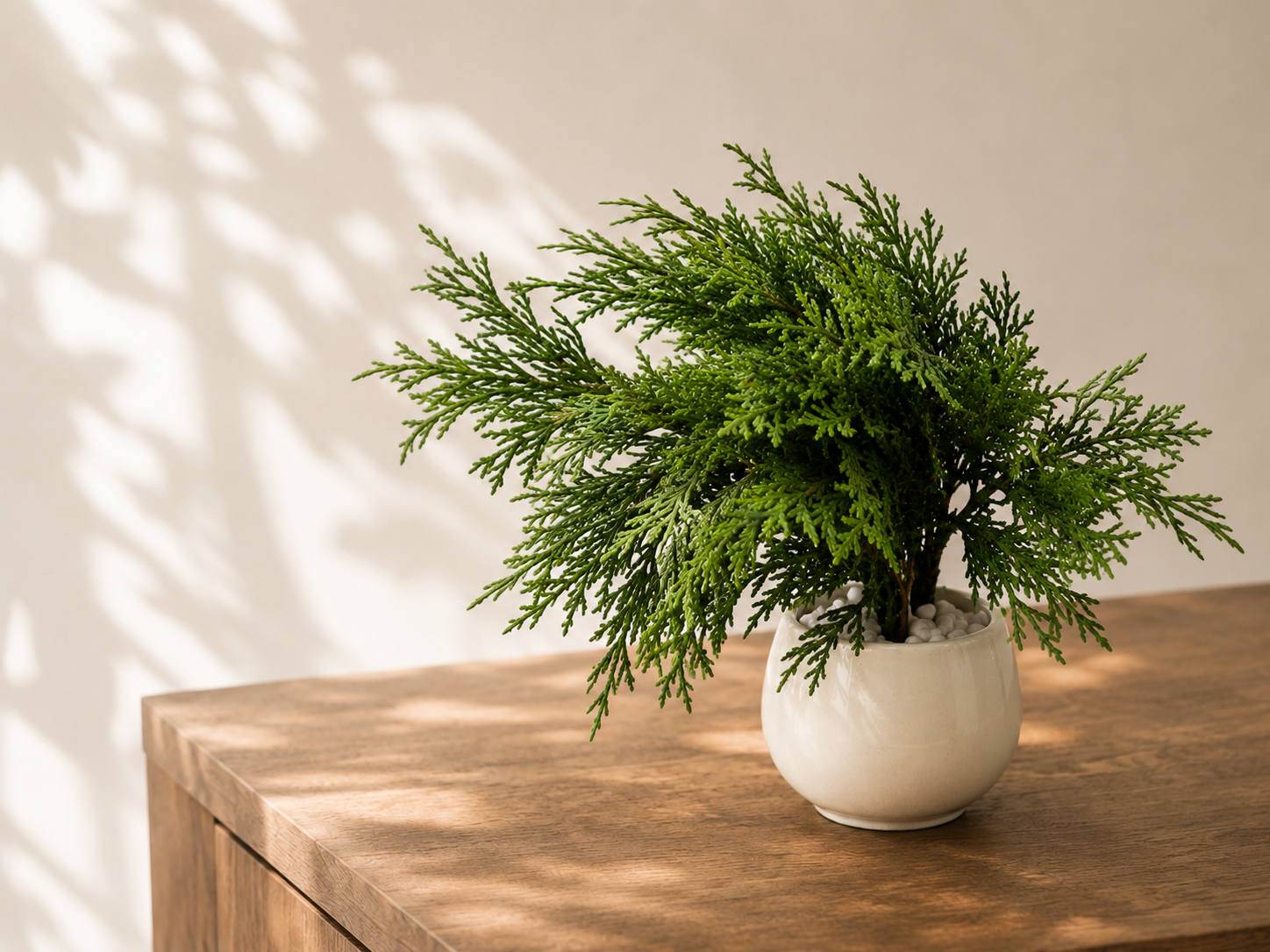 Thuja sp.