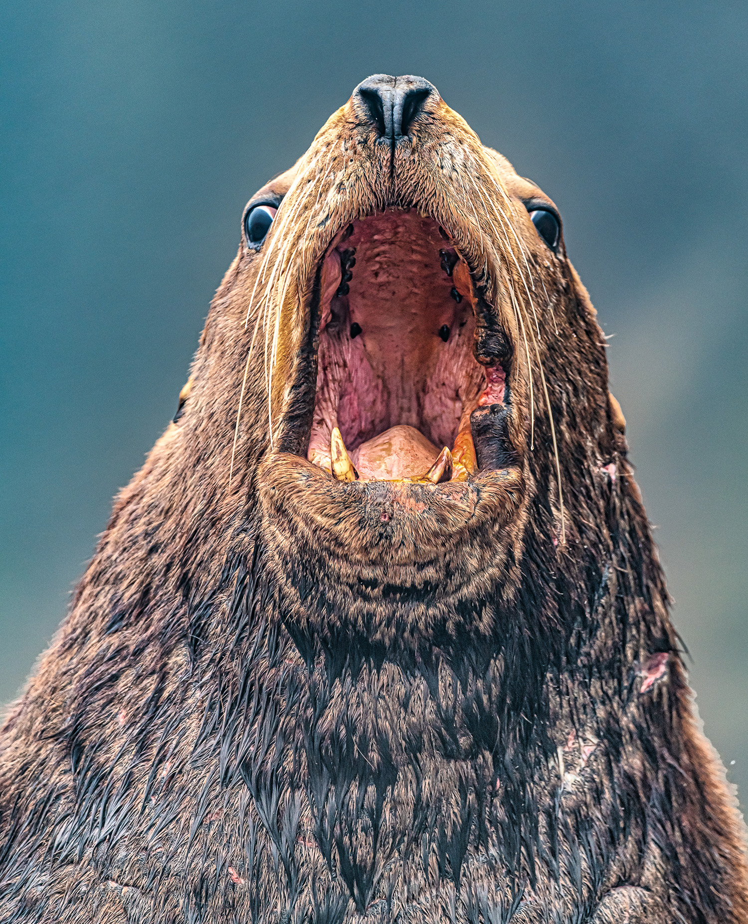 косатки на фоне вулкана