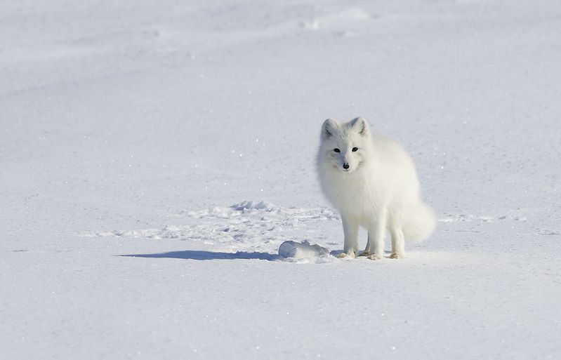 Arctic fox in the Yamalo-Nenets Autonomous District.