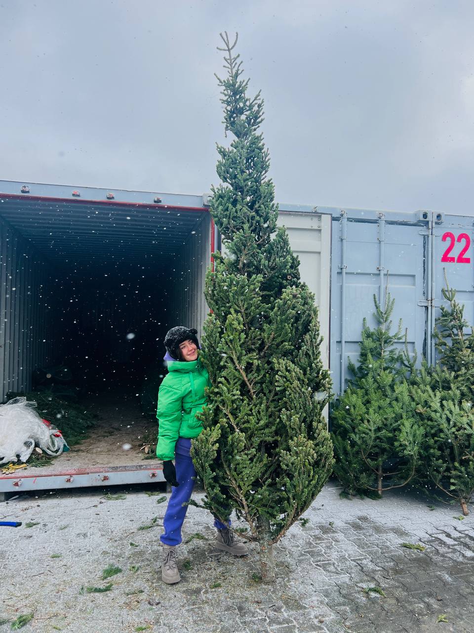 ель живая в Барнауле