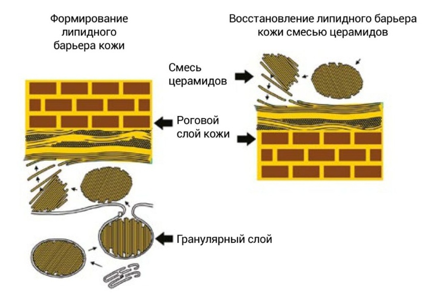 Схема восстановления липидного барьера кожи смесью церамидов