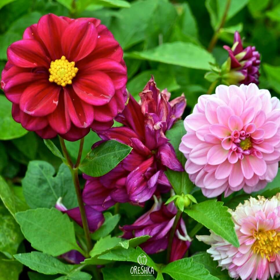 Seeds of Dahlia Caledonia (Dahlia) — 30 pcs