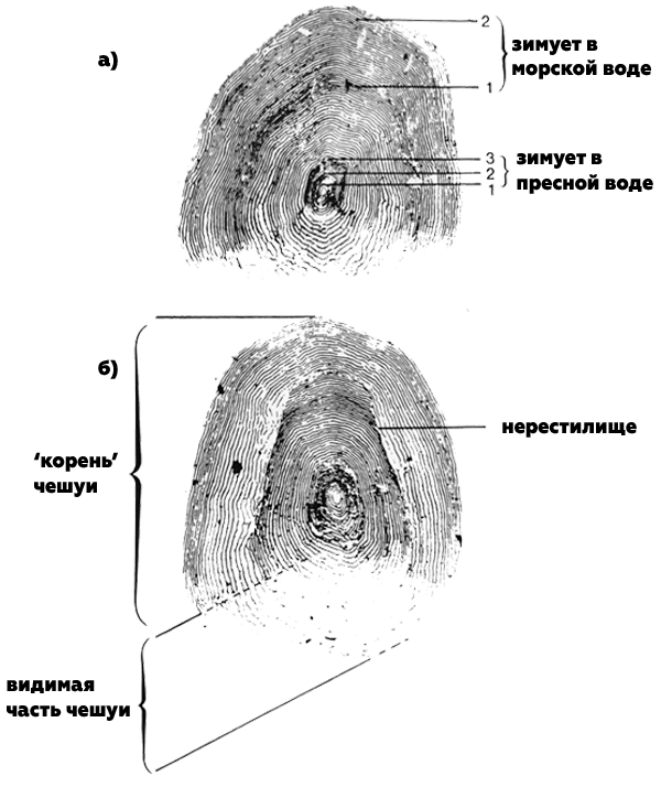 кольца роста атлантического лосося узв акваферма