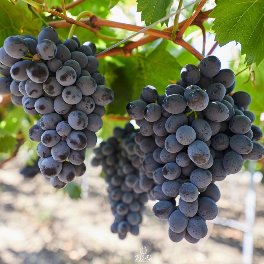 Seeds of Moldova grapes (Vítis) — 10 pcs
