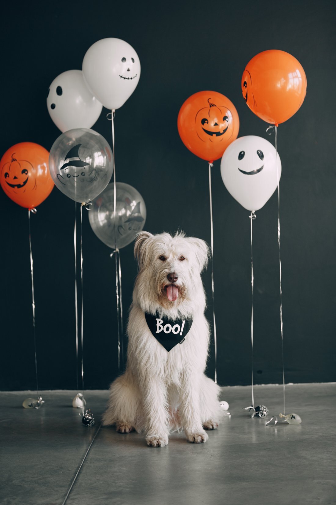 Бандана «BOO!» хеллоуин wag'n'tails