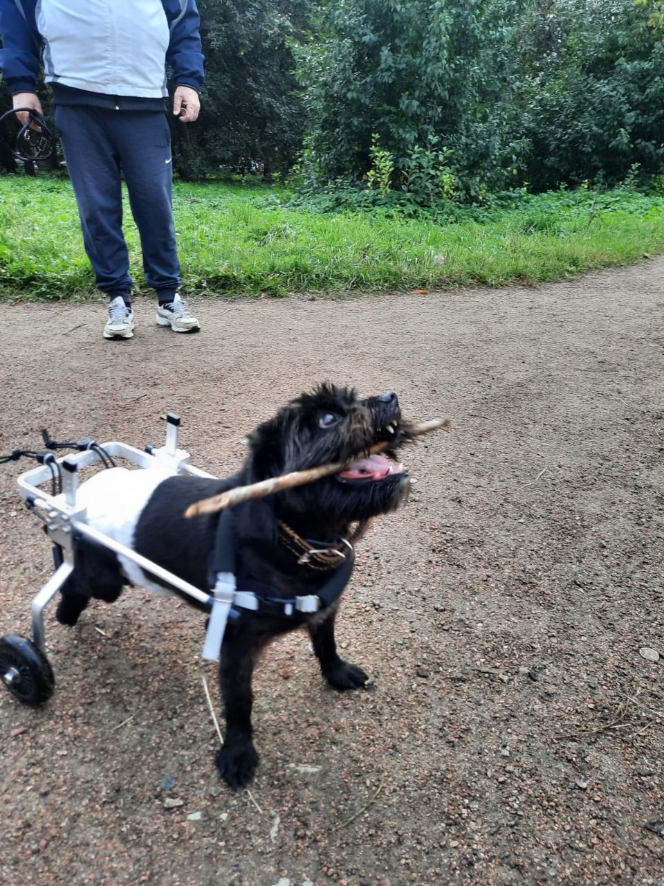 Kleiner Hund